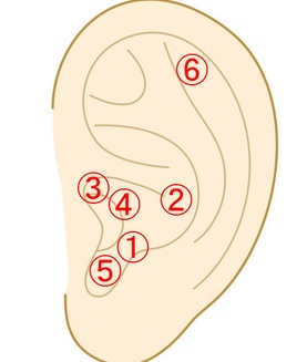 耳つぼダイエット